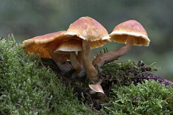 Cortinarius bolaris