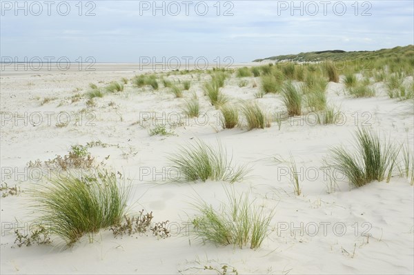 Dune landscape on the North Sea coast