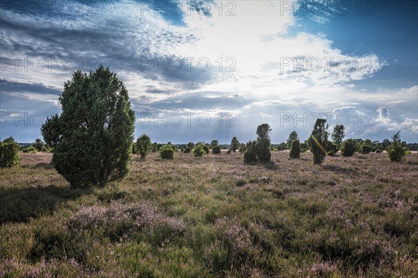 Flowering heath and juniper