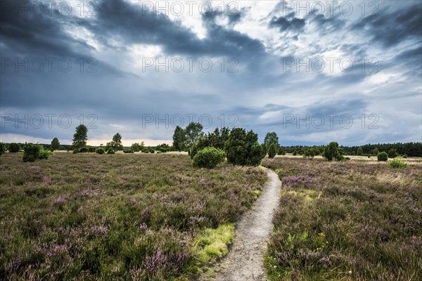 Flowering heath and juniper