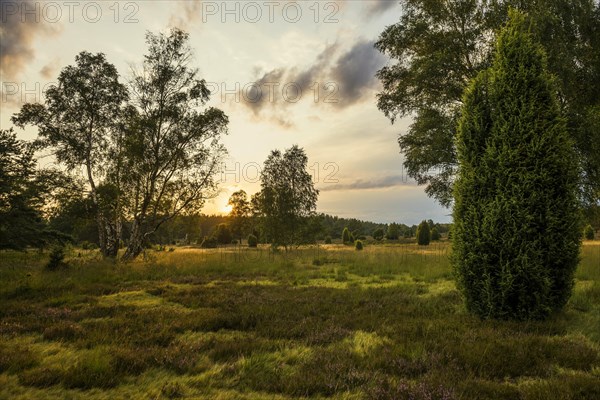 Flowering heath and juniper