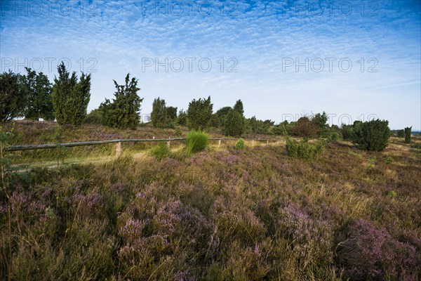 Flowering heath and juniper