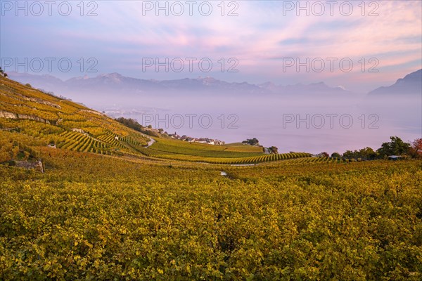 Vineyards in autumn near Chexbres