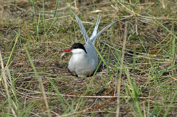 Arctic tern