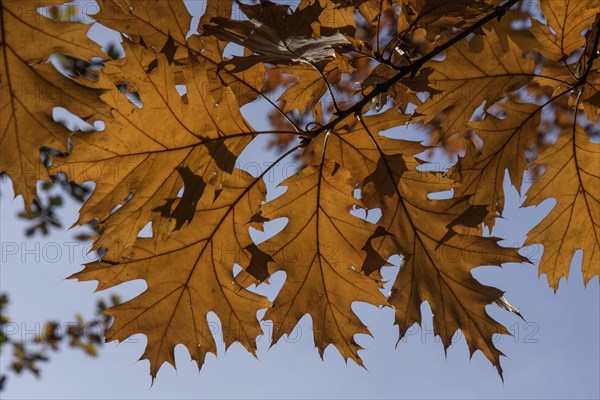 Northern red oak