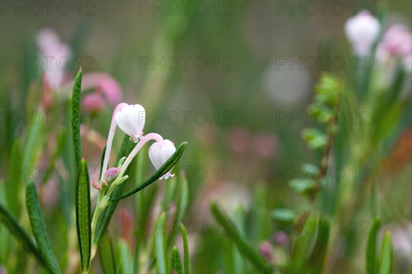 Bog rosemary