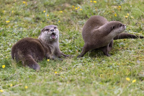 Oriental small clawed otter