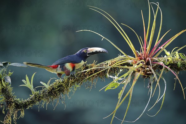 Collared aracari