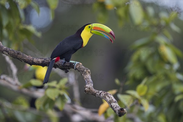 Fishing toucan also called Keel billed Toucan