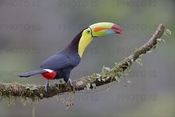 Fishing toucan also called Keel billed Toucan