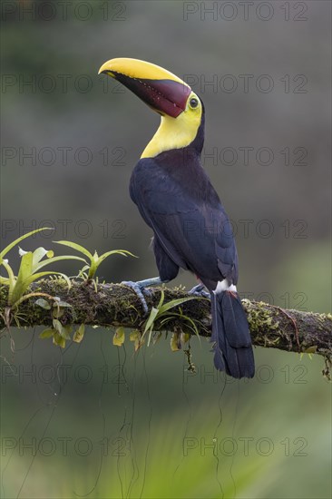 Swainson's toucan or Brown-backed toucan