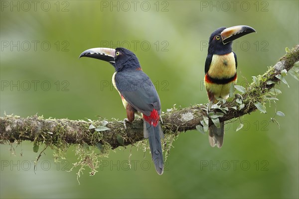 2 collared aracari