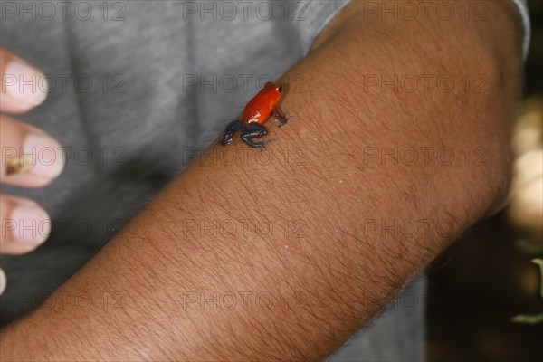 The strawberry poison-dart frog