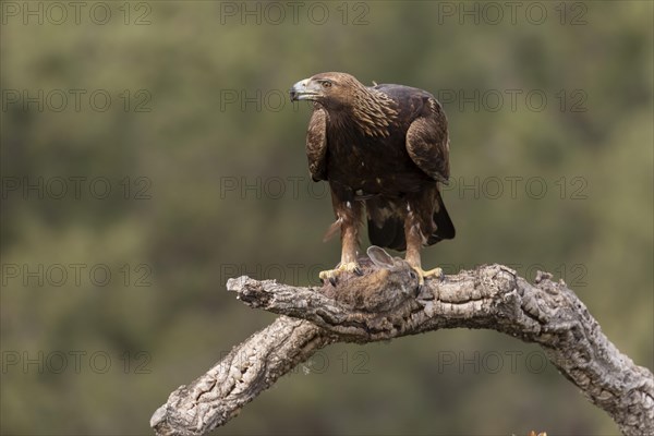 Golden eagle