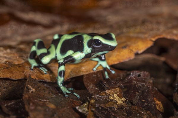 Green and black poison dart frog