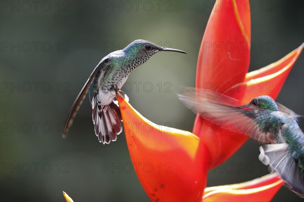 White necked jacobin