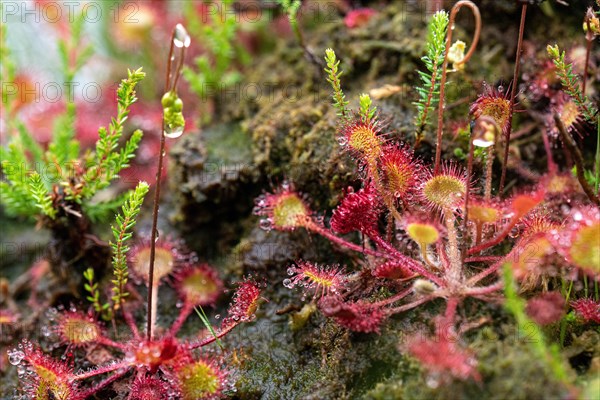 Round-leaved common sundew