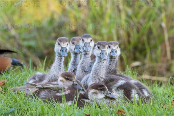 Egyptian geese