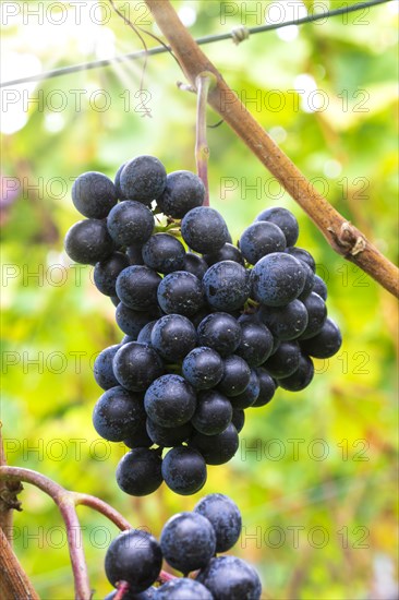 Blue grapes