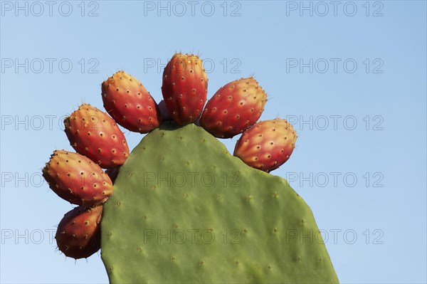 Cactus pear