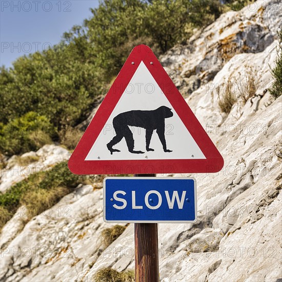 Traffic sign warns of Barbary Apes on the road