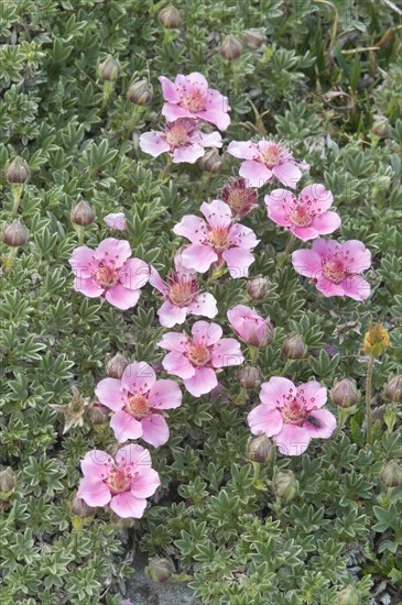 Dolomite cinquefoil