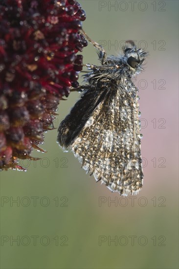 Dark Brown Fritillary