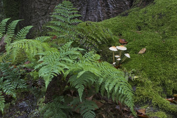 Sulphur tuft