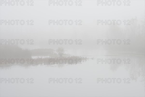 Fog in the Moor