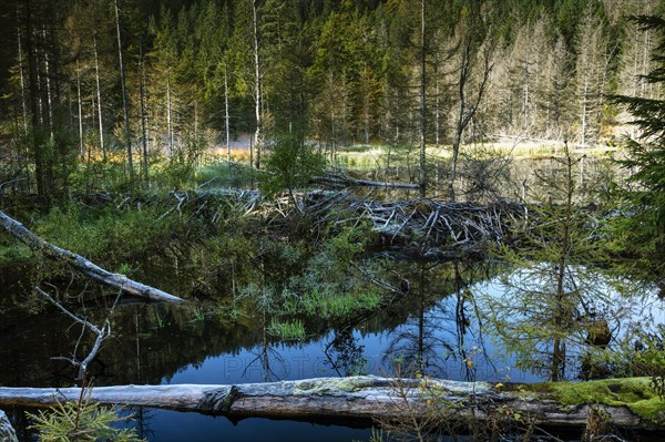 Beaver dam in the moor