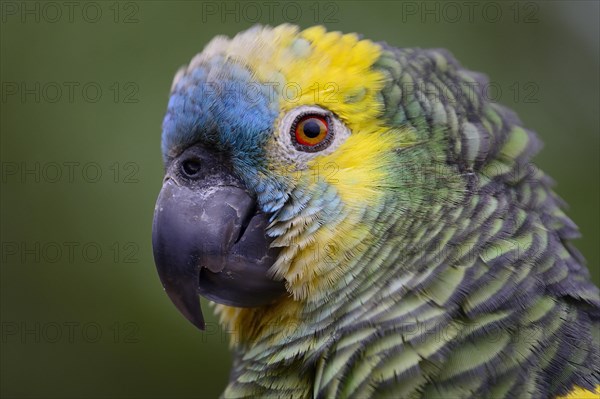 Blue-fronted amazon