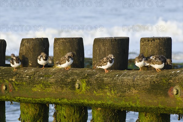 Ruddy turnstone