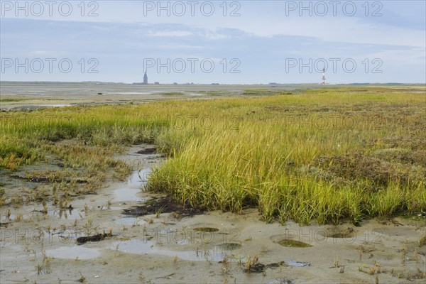 Salt marshes on the North Sea coast