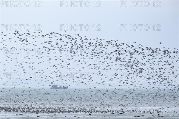 Flock of migratory birds over the North Sea