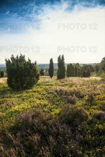 Flowering heath and juniper