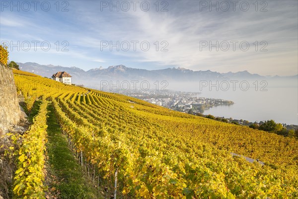 Vineyards in autumn near Chardonne