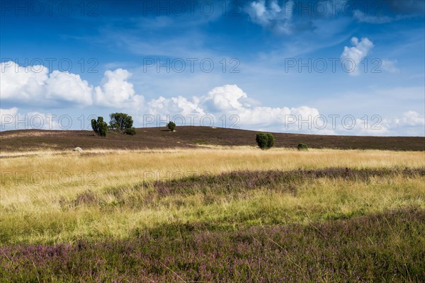 Flowering heath and juniper