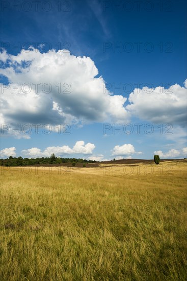 Flowering heath and juniper