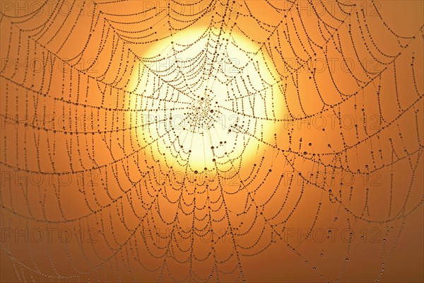 Spider's web with morning dew