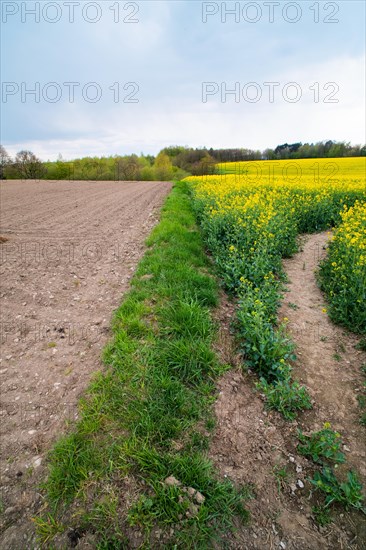 Rape field