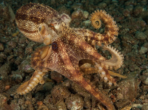 Highly venomous ocellatus octopus