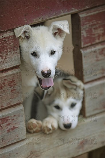 Siberian huskies