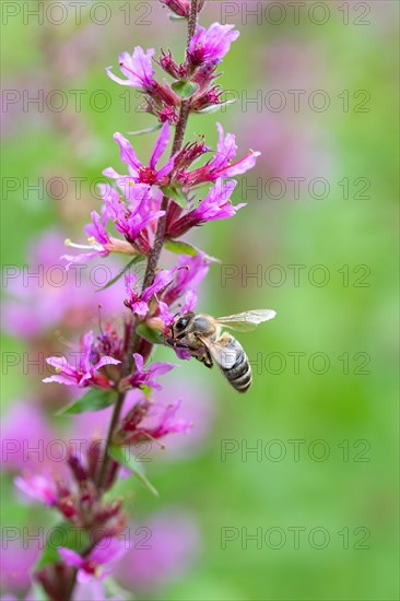 Purple loosestrife