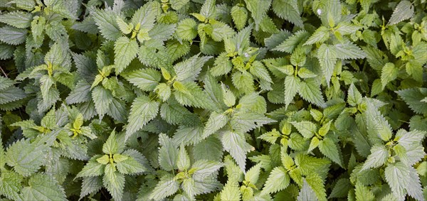 Stinging nettle