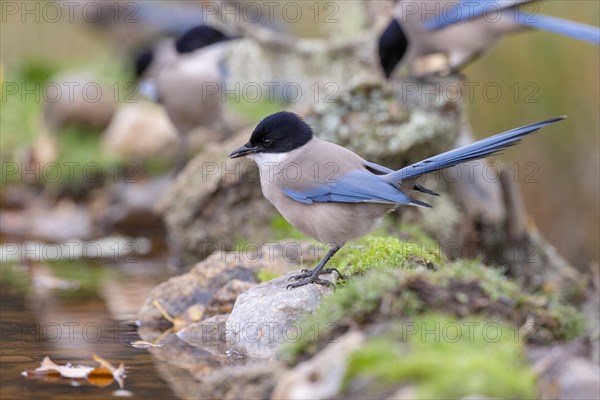 Azure-winged magpie