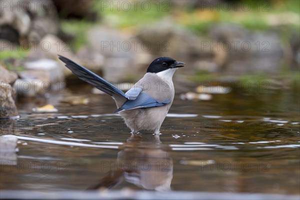 Azure-winged magpie