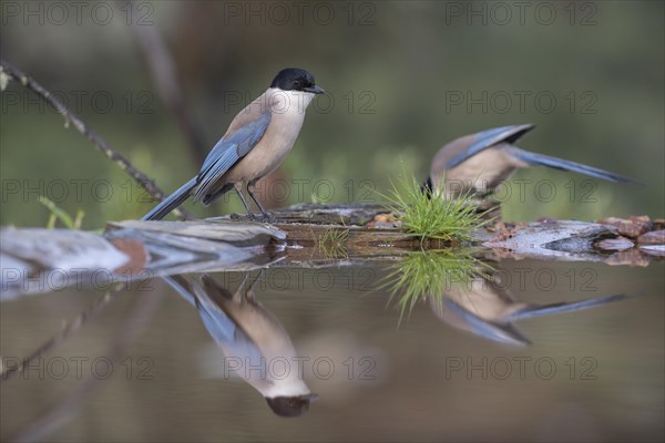 Azure-winged magpie