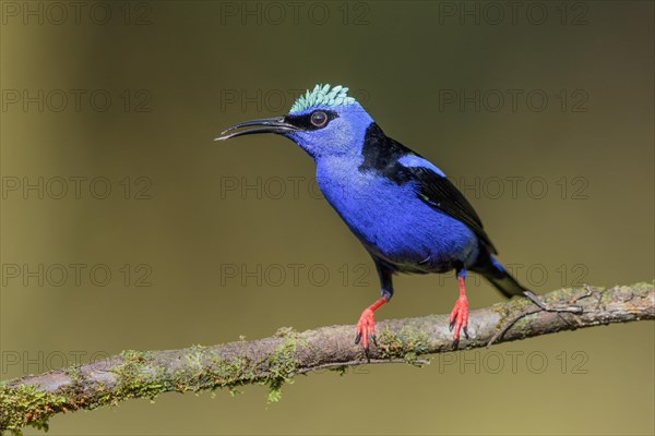 Turquoise Honeycreeper or Red-footed Honeycreeper