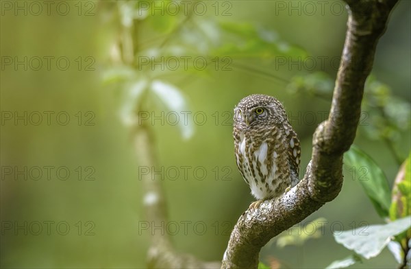 A Great Horned Owl on a branch