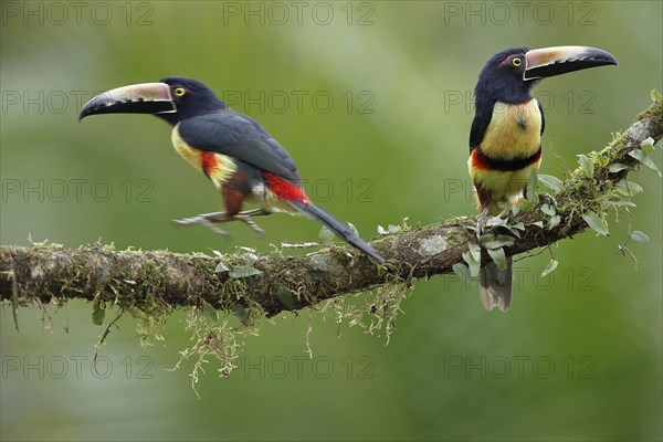 2 collared aracari